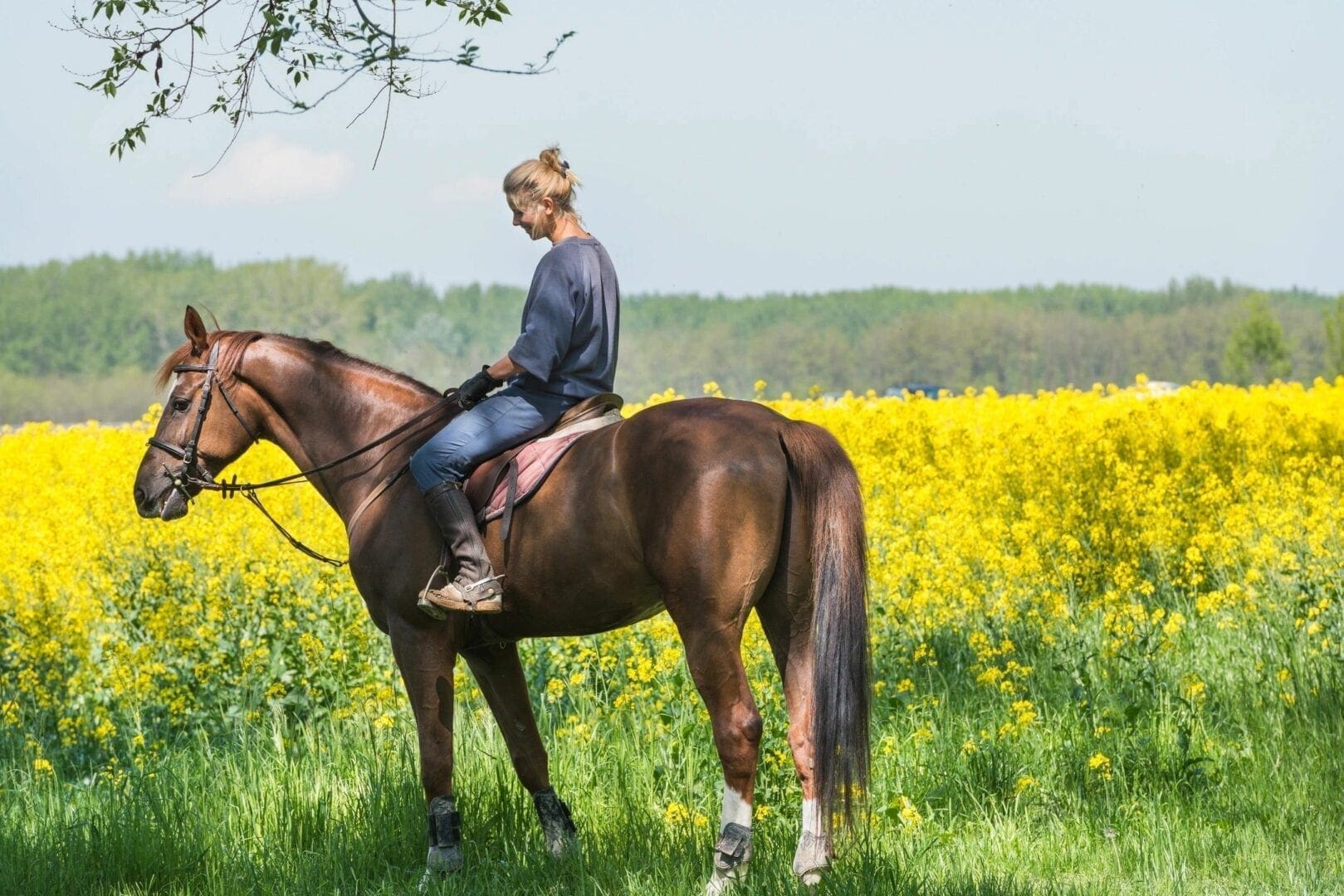 Woman riding horse in prairie field on a Beautiful sunny summer day.